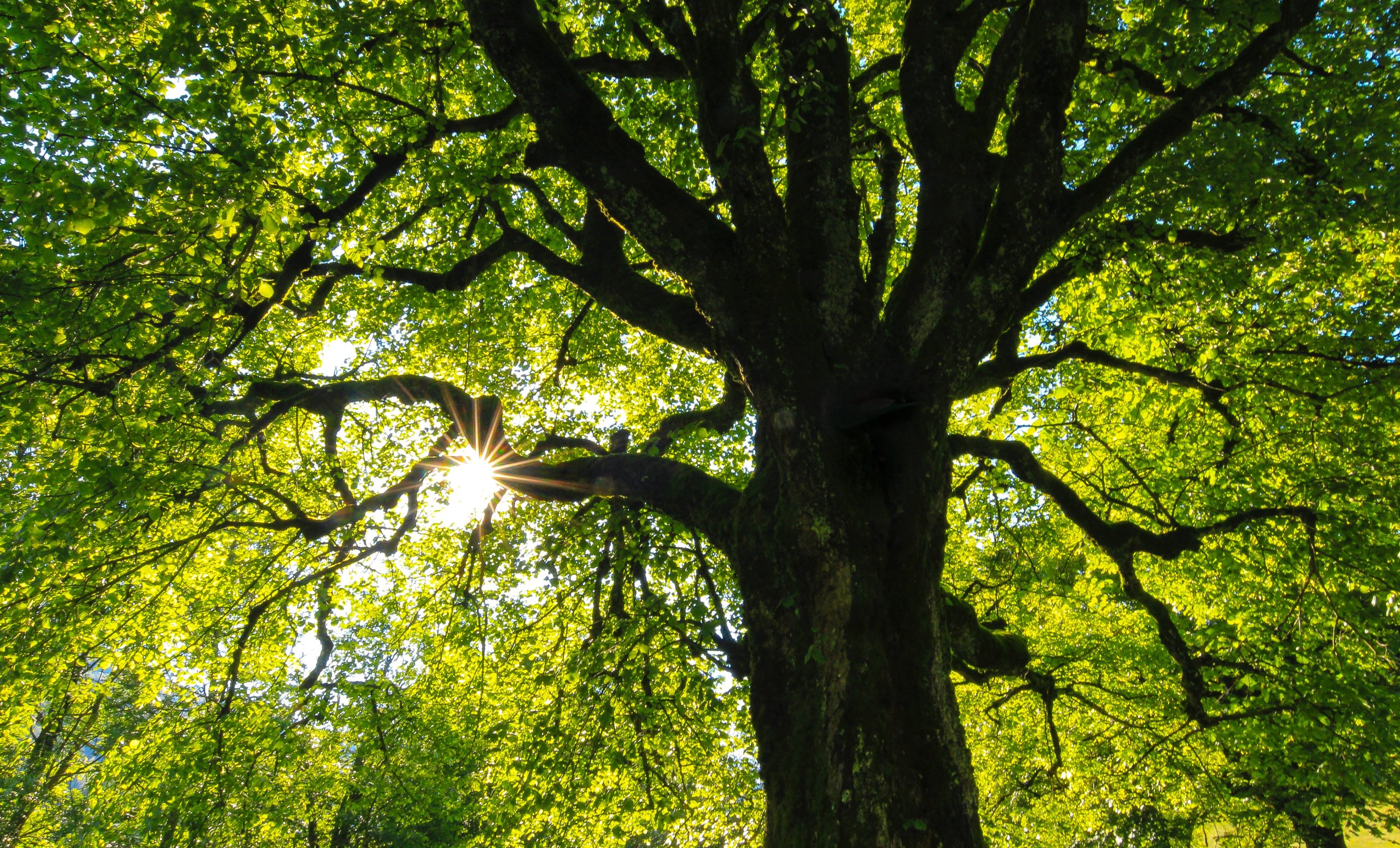 Care for and protect your school’s trees