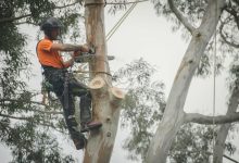 tree maintenance