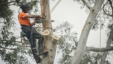 tree maintenance