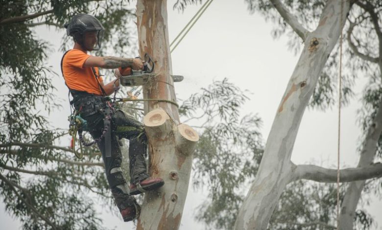 tree maintenance