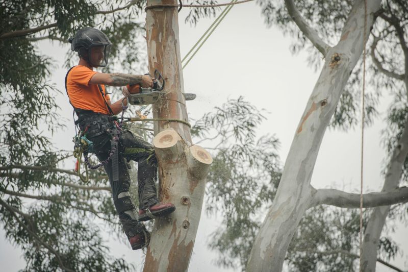 tree maintenance