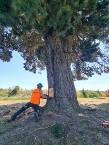 Tree maintenance