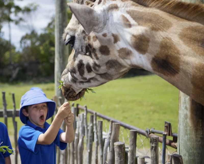 Child feeding a giraffe