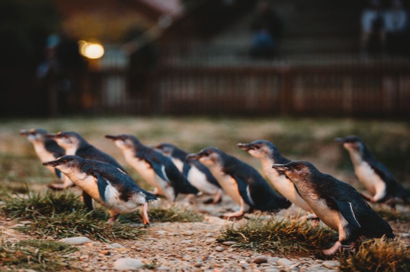 Penguins